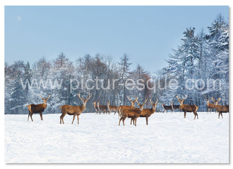 Red deer in the snow Christmas card