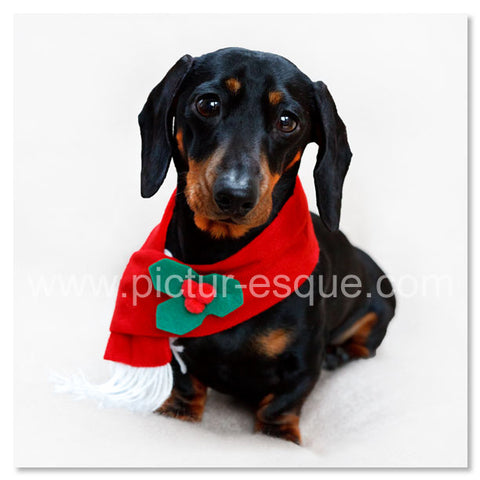 Shorthaired Dachshund Sausage Dog Christmas card
