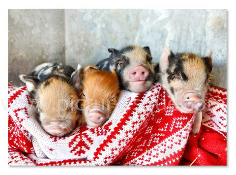 Pigs in Blankets Christmas Cards