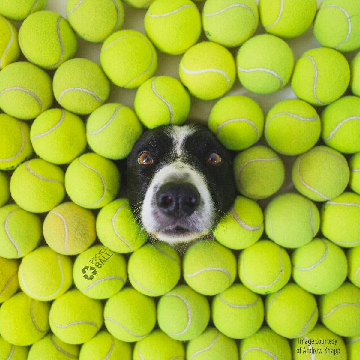 WOW 41 INDOOR USED TENNIS BALLS-GIFT FOR YOUR DOG DOGS XMAS 