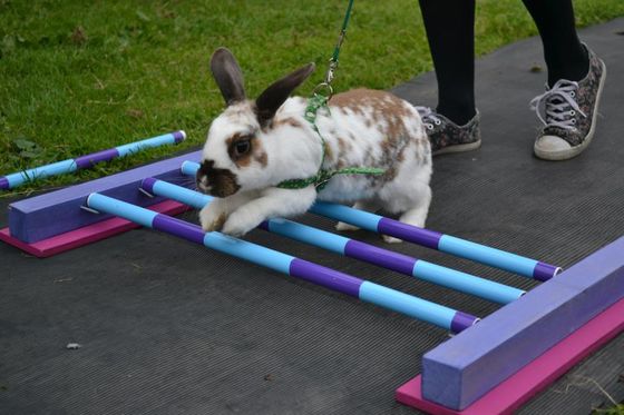 jumping bunny