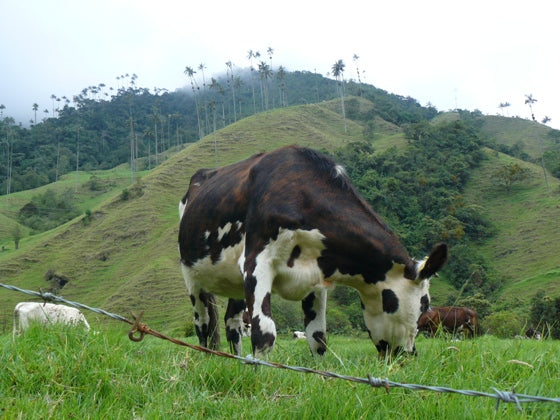 Vache colombienne