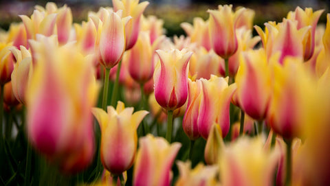 Matthew Johnston Tall Tulips