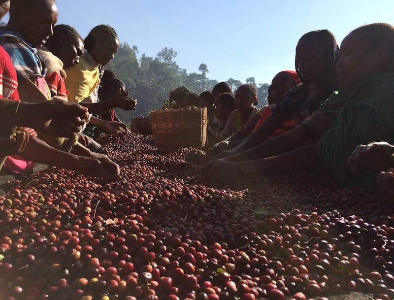 ethiopian people working in coffee grains