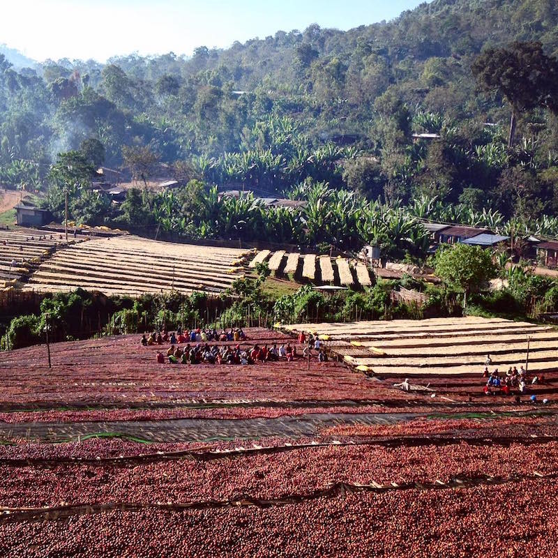 picture of coffee fields in ethiopia