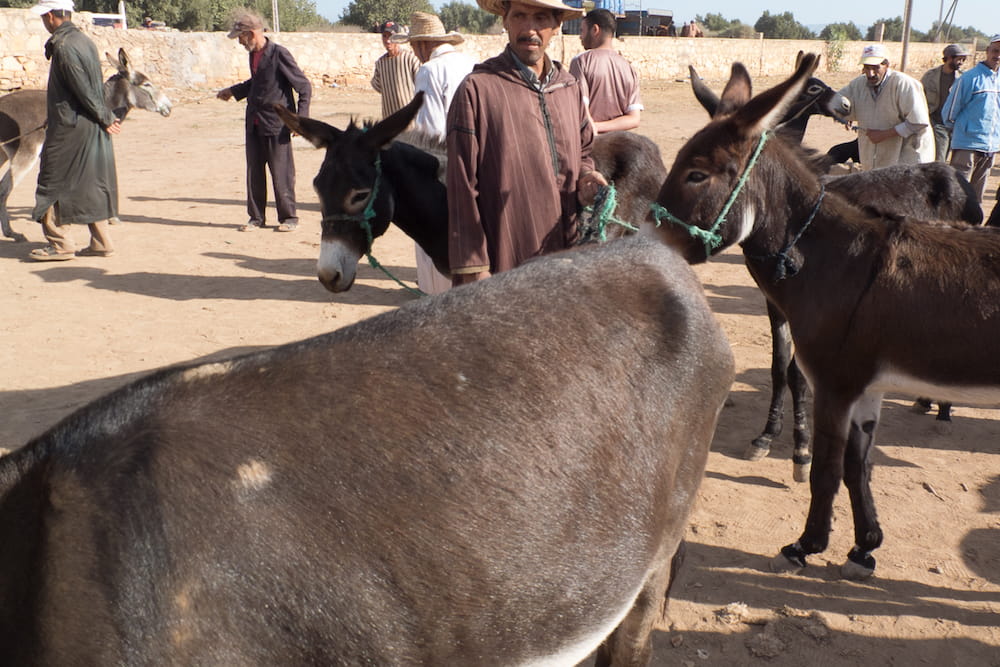 Essaouira Province Discovery