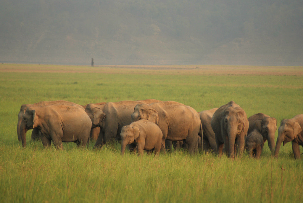 An elephant herd at Jim Corbett National_Park
