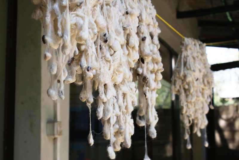 cocoons drying in the air 