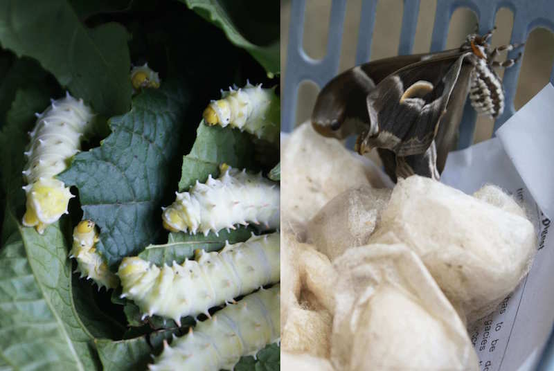 picture of silk worms before and after in the cocoon