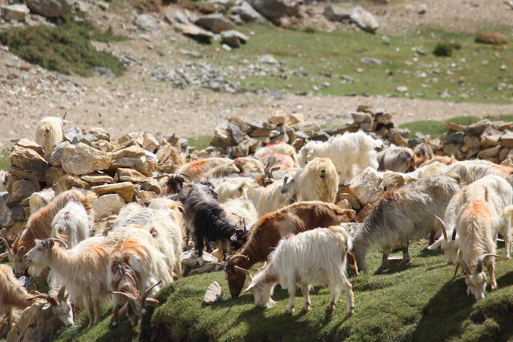 Craft ladakh india