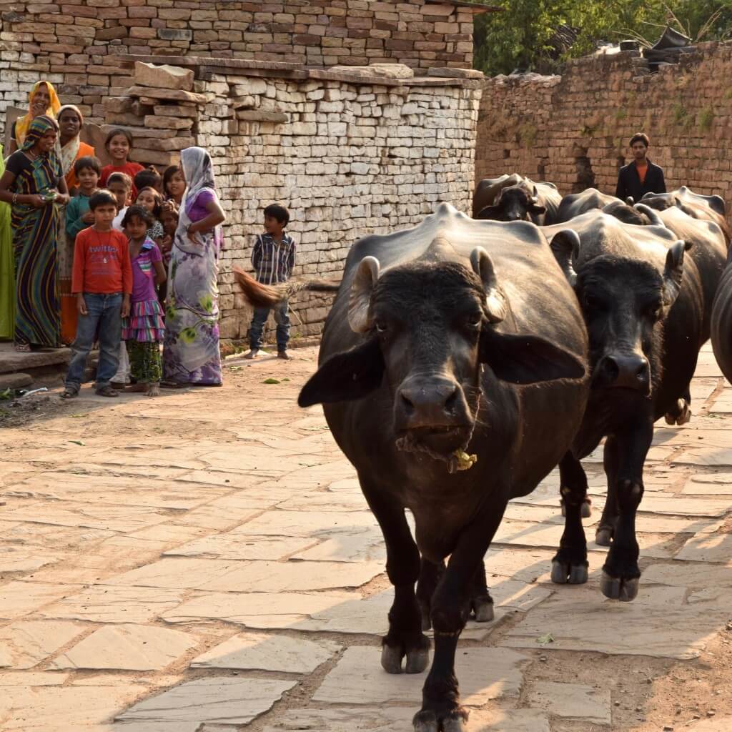 Bulls in the streets of India