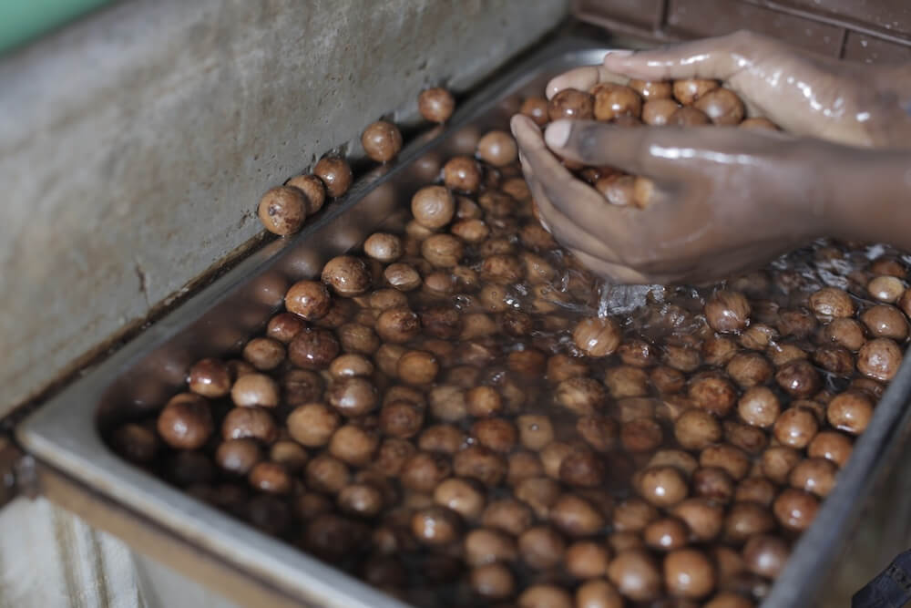 macadamia nuts in water