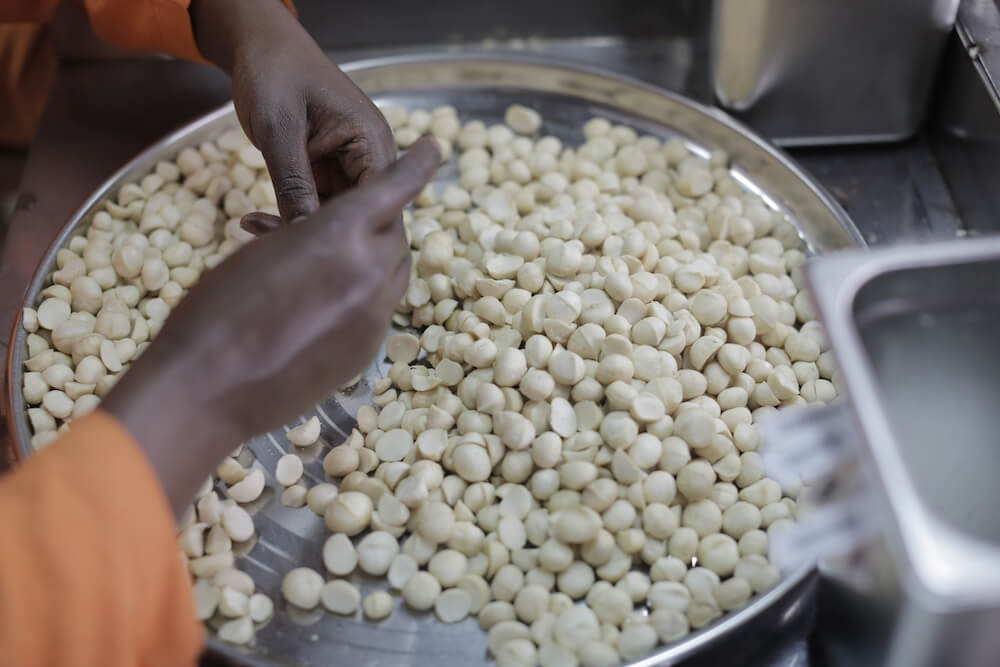 woman processing the macadamia nuts
