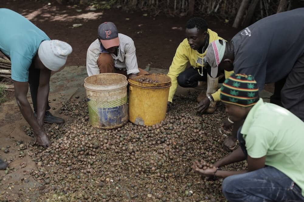 men processing the macadamia nuts