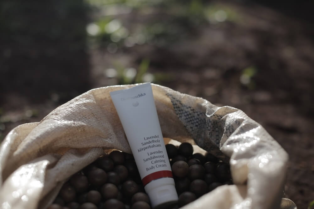 picture of macadamia nut oil cream from Dr Hauschka
