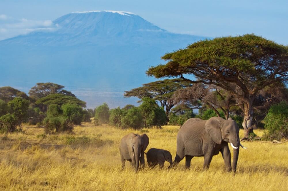 picture of elephants in tanzania 