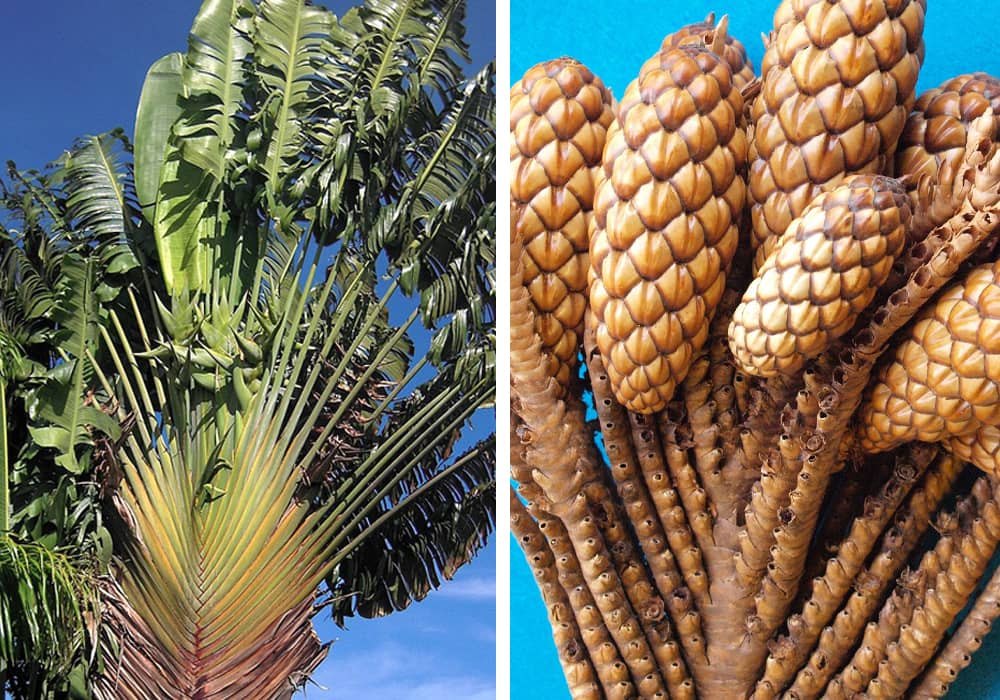 raffia palm tree and fruit