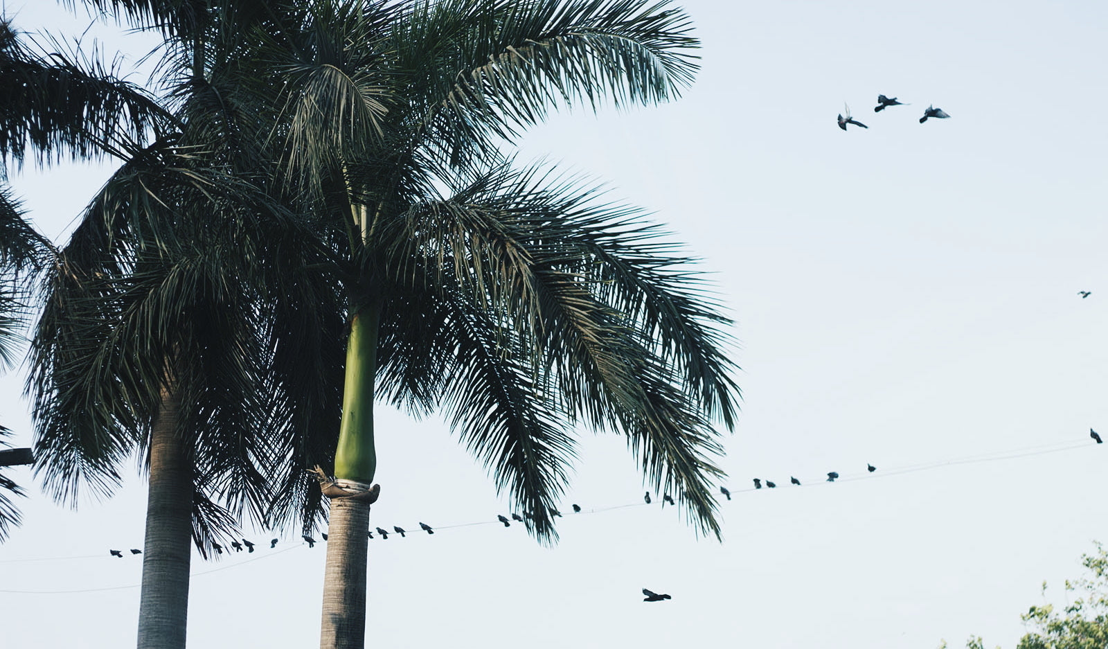 Palm trees in Mumbai