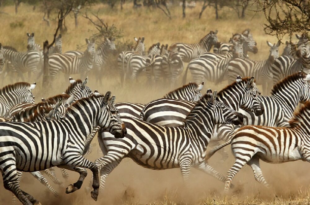 picture of zebras running in tanzania