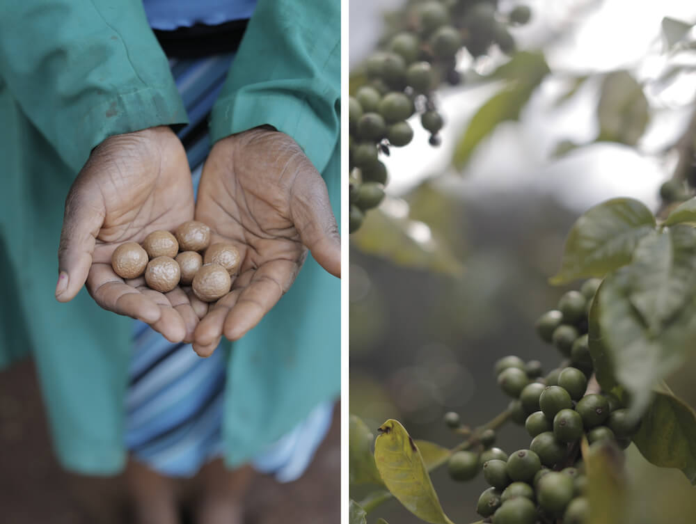 picture of a woman carrying macadamia nuts