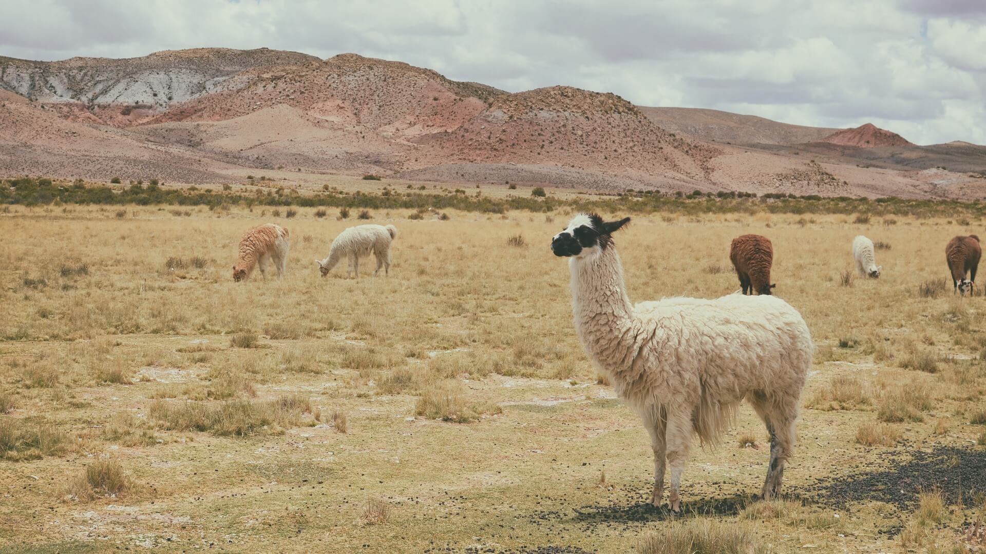 natural dyeing alpaca wool