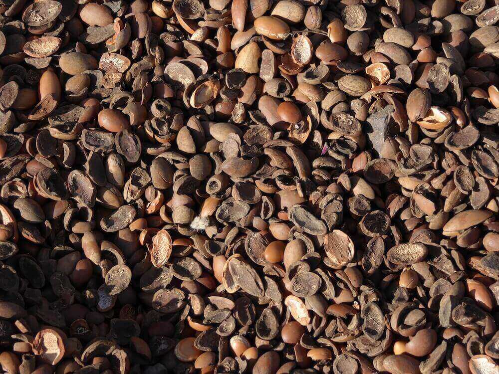 piture of argan nuts