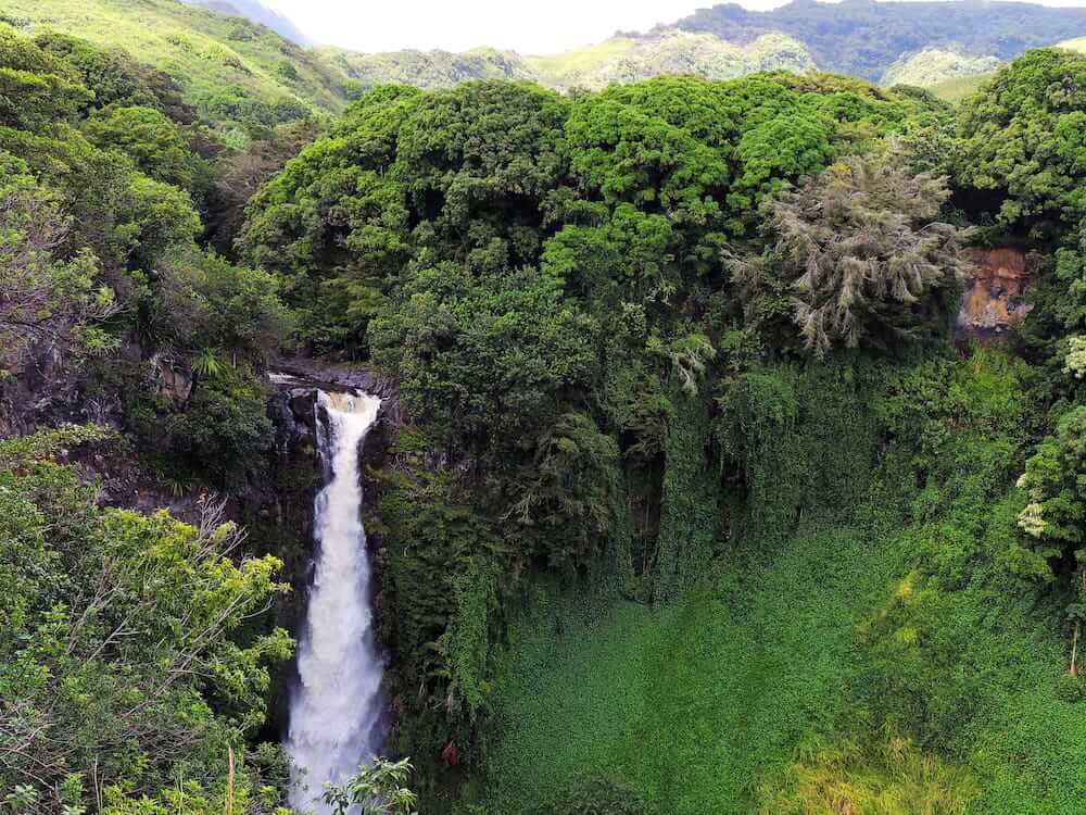 rainforest picture in ecuador