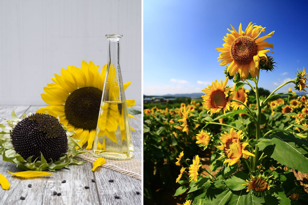 sunflowers 