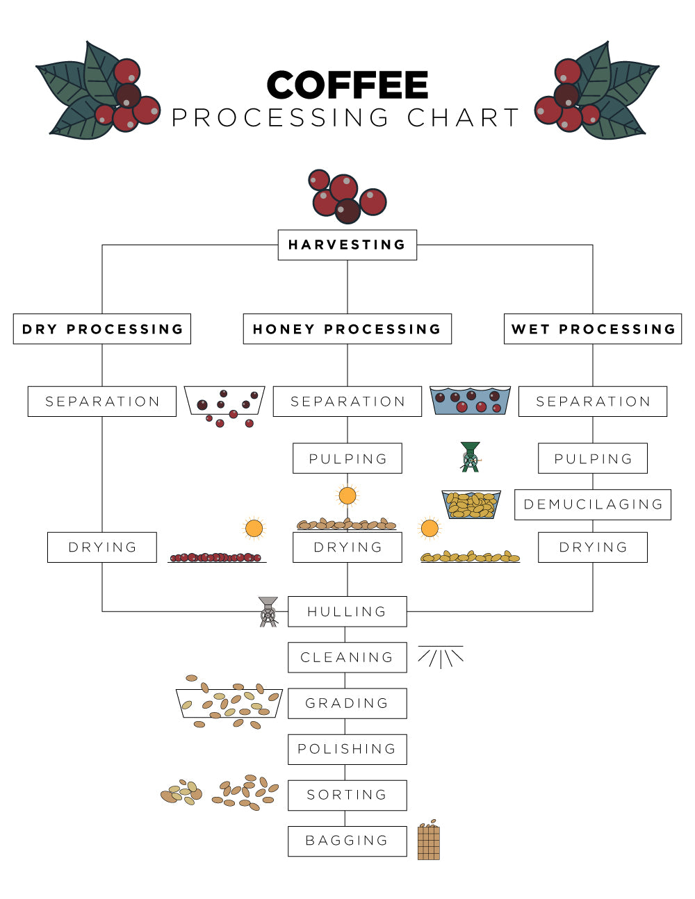 Graph Showing the Stages of Specialty Coffee Processing