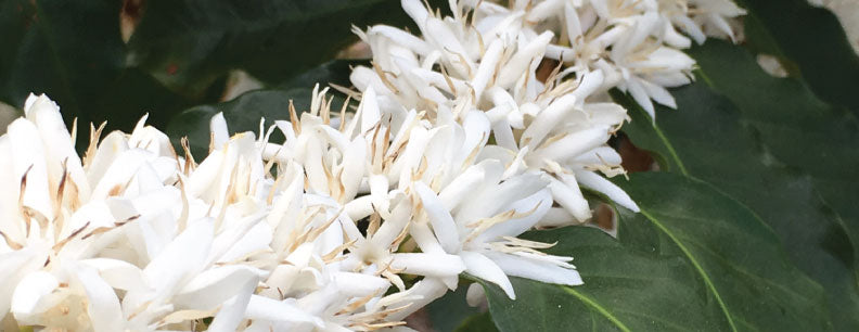 Coffee Flowers 