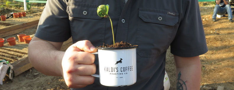 Young Coffee Plant in a Kaldi's Coffee Mug in Honduras