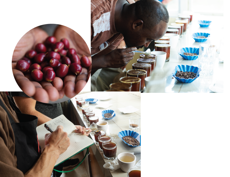 Pictures from our visit to Rwanda. Coffee Cherries and Scoring Coffee at a Cupping Table.