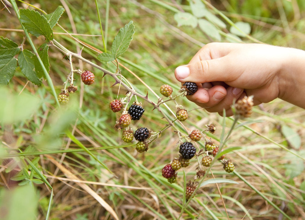 moras receta mermelada