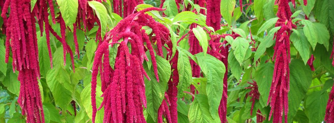 Amaranth