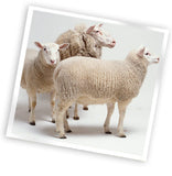 Wool used in our organic mattresses.