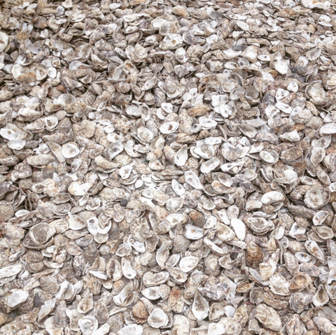 Whitstable Oyster Shells Beach Seaside