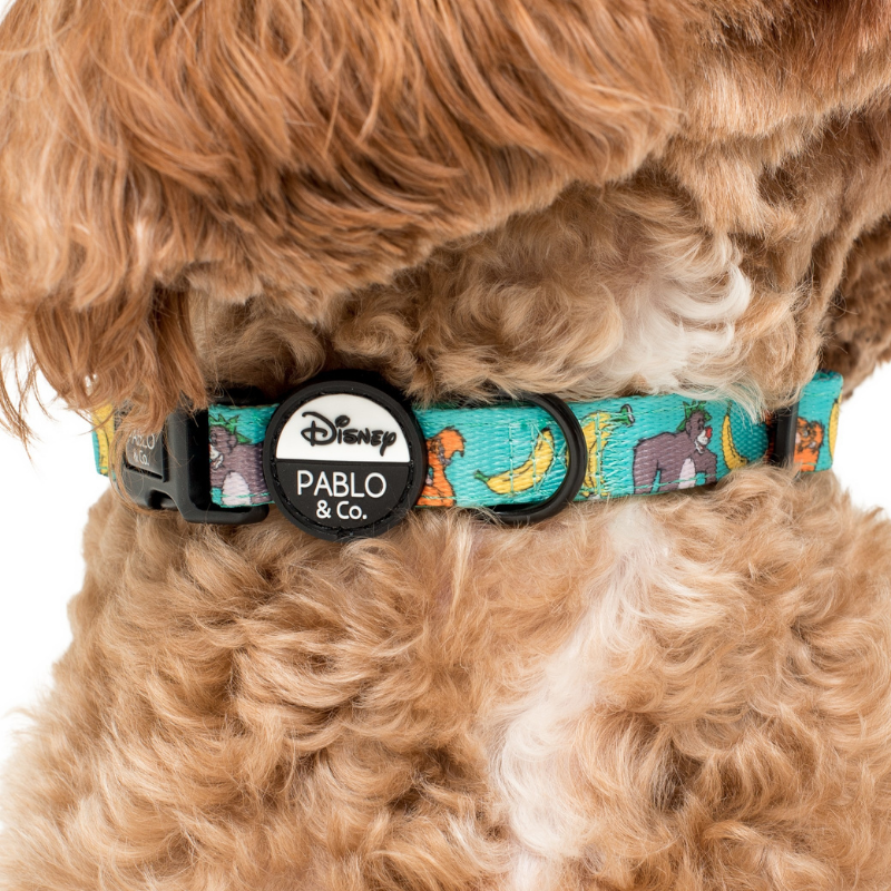 disney dog leash and collar