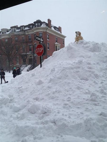 Snowiest Winter Evah Boston 2015