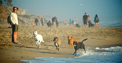 Huntington Dog Beach