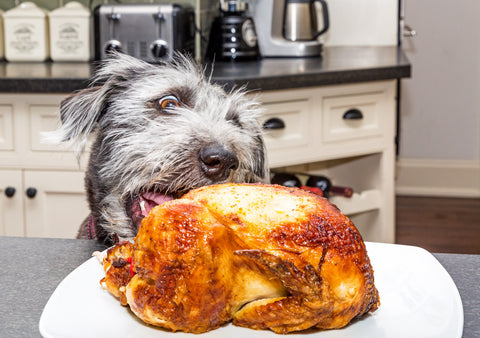 Safe holiday foods for dogs