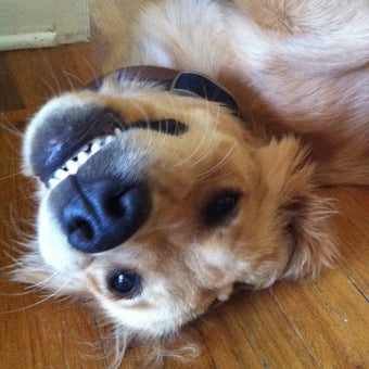 Golden Retriever Dog Treat Tester