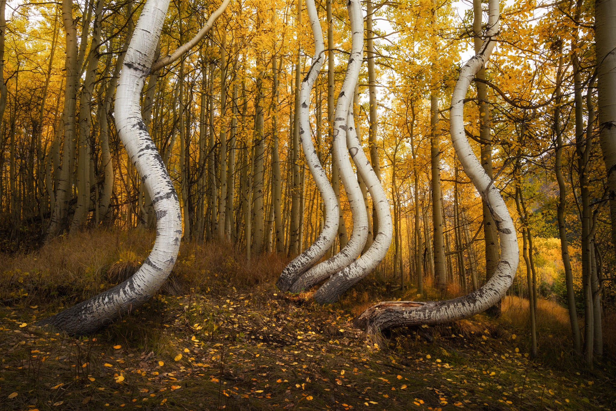 Aspen Grove in Colorado's San Juan Mountains