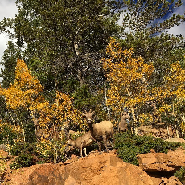 Colorado Fall Foliage - #7 Mueller State Park