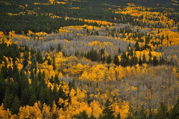 Colorado Fall Foliage - #8 Peak to Peak Highway