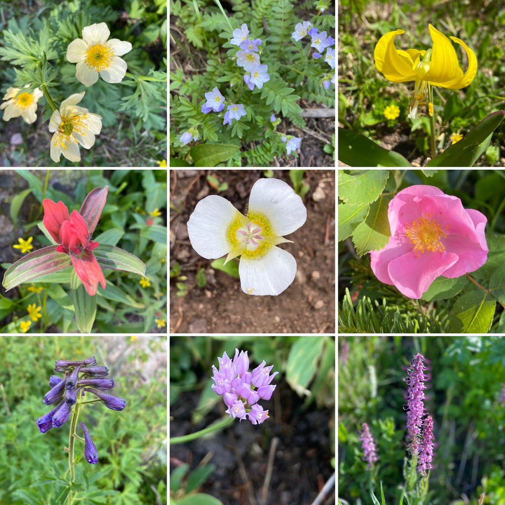 Colorado Wildflowers sighted at Devil's Thumb Lake