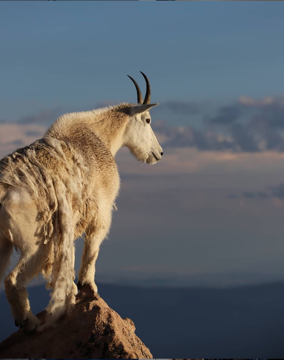 Mount Evan's Mountain Goat - Colorado