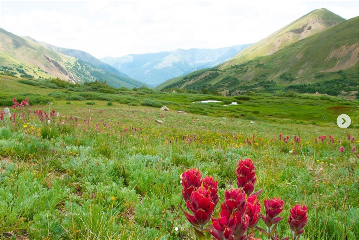 Herman Gulch Trail - Colorado Wildflower Hikes