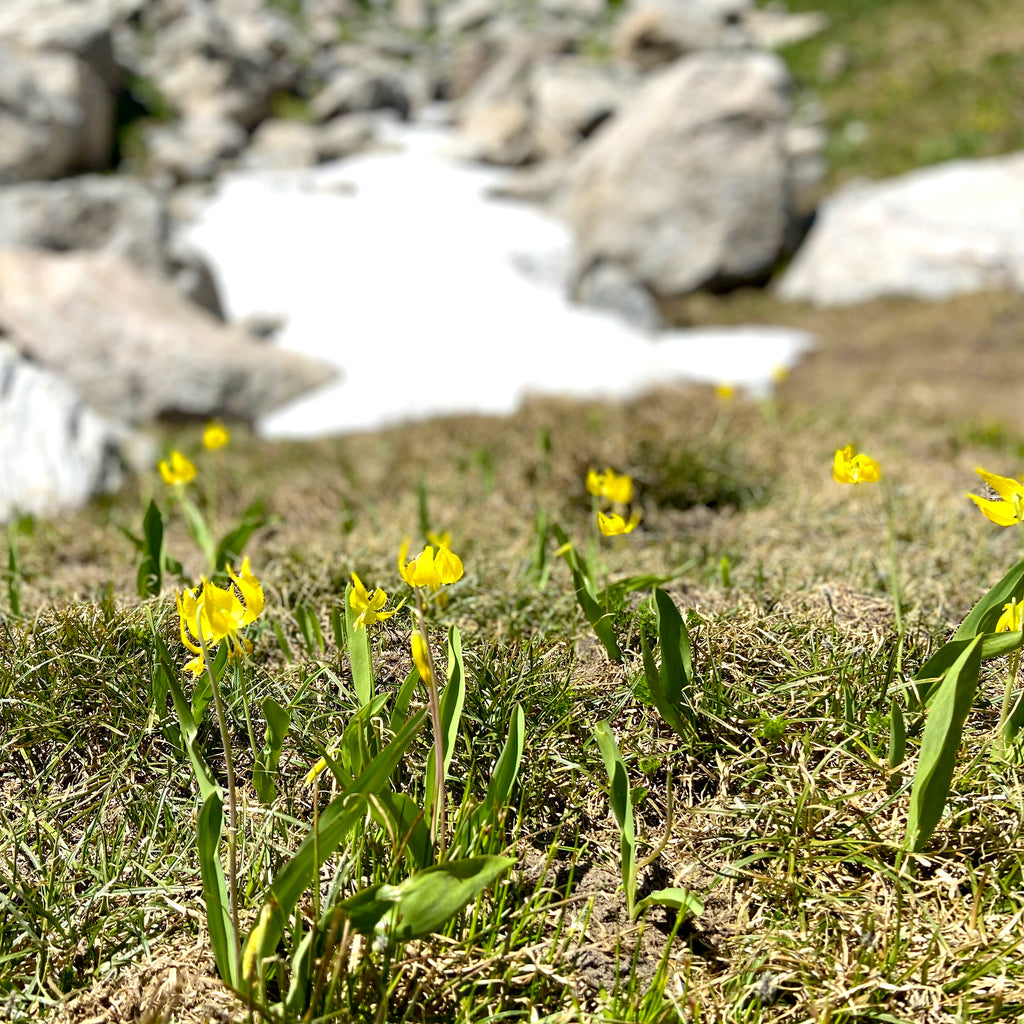 Avalanche Lilies - Colorado Wildflowers at Devil's Thumb Lake