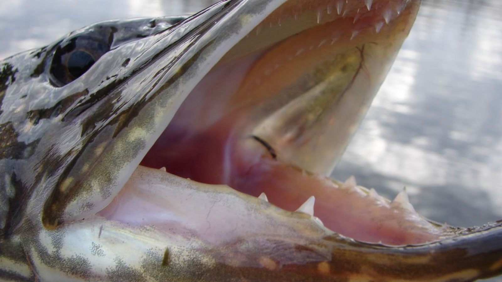 northern pike teeth