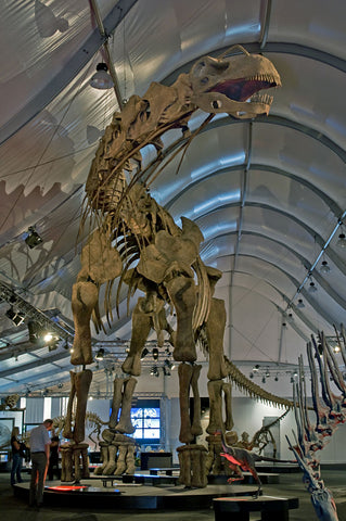 Titanosaur skeleton